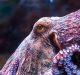 How Much Consciousness Does An Octopus Have?